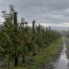 Imagen de Fruticultura en el Alto Valle y una primavera lluviosa: el desafío de lograr un raleo químico efectivo en manzanos