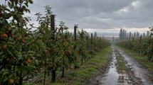 Imagen de Fruticultura en el Alto Valle y una primavera lluviosa: el desafío de lograr un raleo químico efectivo en manzanos