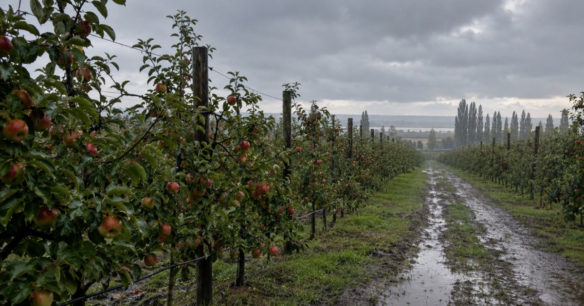 Desafíos en la fruticultura: raleo químico efectivo en manzanos del Alto Valle