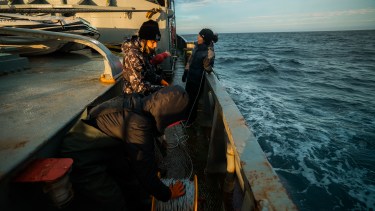 Ojos en el fondo del mar: con cámaras de National Geographic, investigadores exploraron las profundidades del Golfo San Matías
