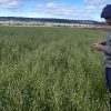 Imagen de El desafío de producir la pastura más austral del mundo en la Patagonia