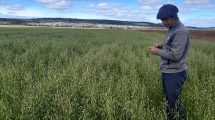 Imagen de El desafío de producir la pastura más austral del mundo en la Patagonia