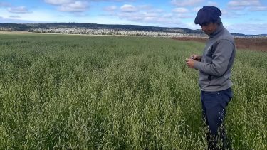 El desafío de producir la pastura más austral del mundo en la Patagonia