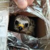 Imagen de El tráfico ilegal de fauna preocupa a los especialistas y lanzan una guía para detectarlo en aeropuertos