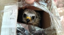 Imagen de El tráfico ilegal de fauna preocupa a los especialistas y lanzan una guía para detectarlo en aeropuertos