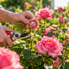 Imagen de Rosales en octubre: qué hay que podar ahora para que se llenen de flores antes del verano