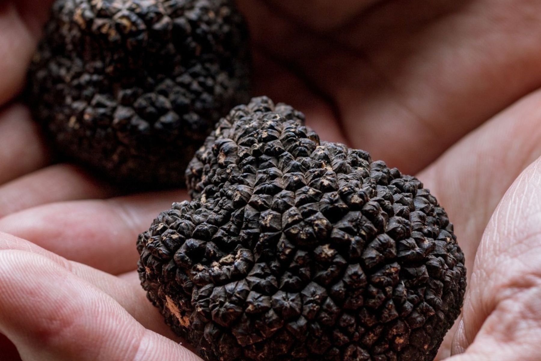 Río Negro impulsa el cultivo de trufas en la Patagonia con jornadas en Bariloche