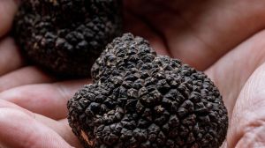 Río Negro apuesta por un cultivo de alto valor que busca ganar terreno en la Patagonia