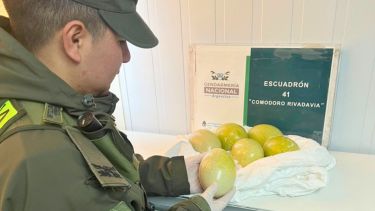 El control avanzaba con normalidad hasta que miraron debajo del asiento: llevaban seis huevos de choique en la Patagonia