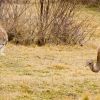 Imagen de Chubut: por qué está prohibido extraer huevos de choique y qué castigos fija la ley para proteger la especie