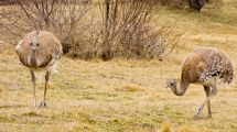 Imagen de Chubut: por qué está prohibido extraer huevos de choique y qué castigos fija la ley para proteger la especie