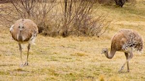 Chubut: por qué está prohibido extraer huevos de choique y qué castigos fija la ley para proteger la especie