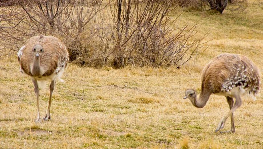 Conservación en la Patagonia: los motivos legales detrás de la protección del choique.