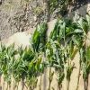 Imagen de Investigaban un abuso sexual en Luis Beltrán y hallaron 52 plantas de marihuana, una tumbera y municiones