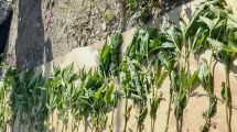 Imagen de Investigaban un abuso sexual en Luis Beltrán y hallaron 52 plantas de marihuana, una tumbera y municiones