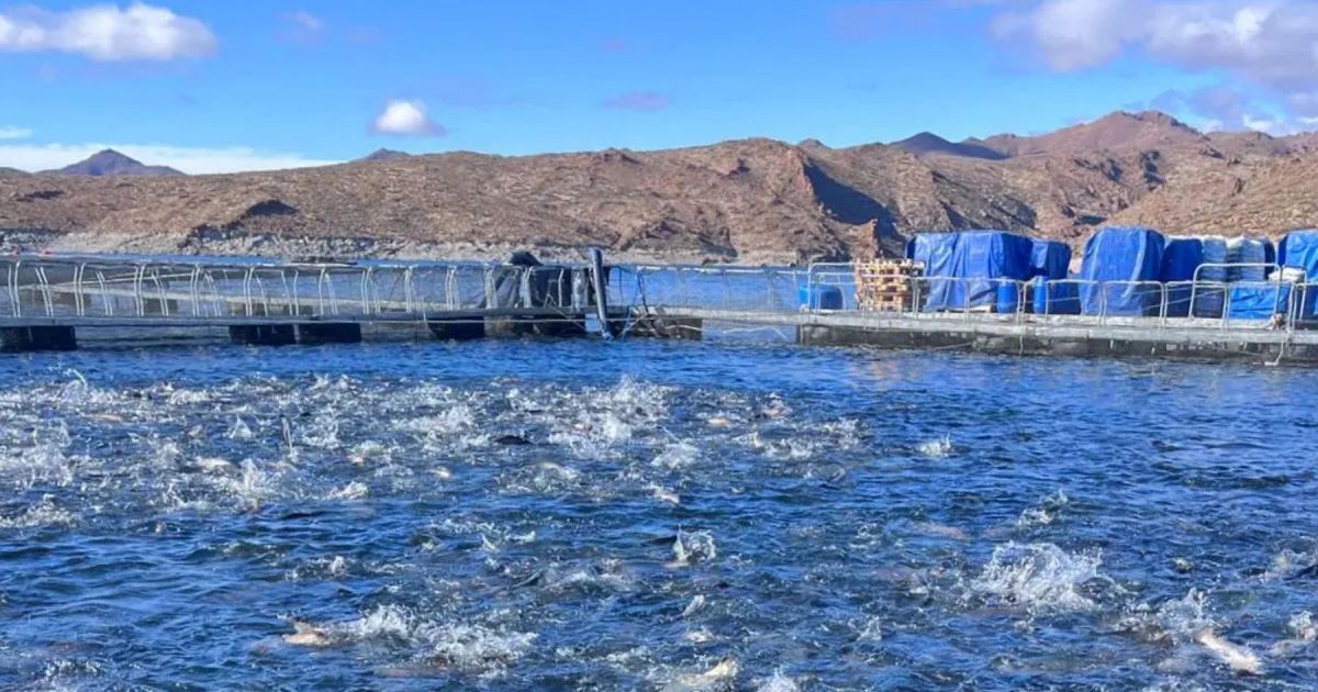 Río Negro reformula el sistema de cobro para la acuicultura
