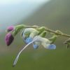 Imagen de Es celeste y blanca y la bautizaron como Lionel Messi: así es la nueva flor andina descubierta en Perú