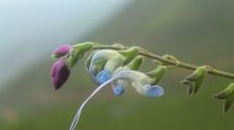 Imagen de Es celeste y blanca y la bautizaron como Lionel Messi: así es la nueva flor andina descubierta en Perú