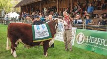 Imagen de Expo Bovinos 2026 en Junín de los Andes: quiénes fueron los campeones de Hereford y Angus