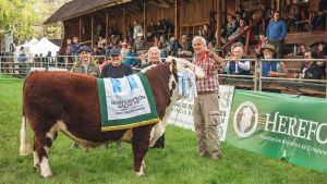 Expo Bovinos 2026 en Junín de los Andes: quiénes fueron los campeones de Hereford y Angus
