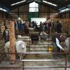 Imagen de Expo Bovinos 2026 en Junín de los Andes: drones, bienestar animal y un gran remate para cerrar la muestra
