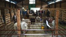 Imagen de Expo Bovinos 2026 en Junín de los Andes: drones, bienestar animal y un gran remate para cerrar la muestra