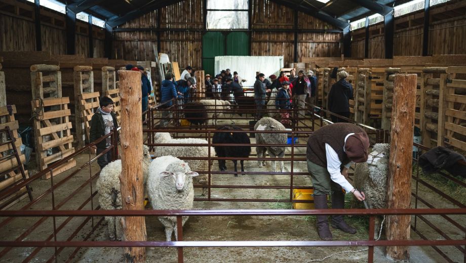La Expo Bovinos 2026 cerrará este domingo con un remate de reproductores y animales de invernada. Foto: Juan Savio.