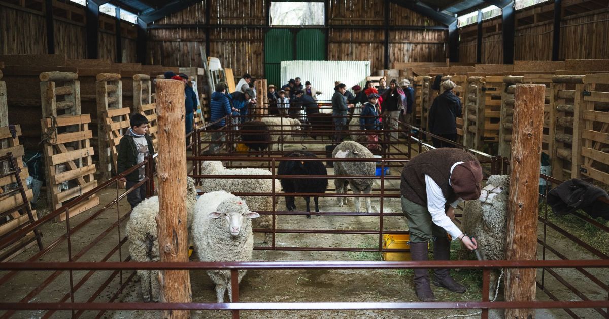 Expo Bovinos 2026: Cierre con remate y tecnología en Junín de los Andes