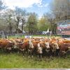 Imagen de Expo Bovinos 2026 en Junín de los Andes: un Hereford se vendió por US$10.000 y la invernada marcó precios