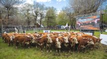 Imagen de Expo Bovinos 2026 en Junín de los Andes: un Hereford se vendió por US$10.000 y la invernada marcó precios