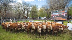 Expo Bovinos 2026 en Junín de los Andes: un Hereford se vendió por US$10.000 y la invernada marcó precios