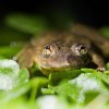 Imagen de Proyectan enviar muestras de agua a Reino Unido para salvar especies en peligro en la Meseta de Somuncurá