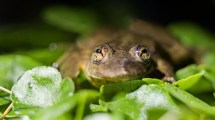 Imagen de Proyectan enviar muestras de agua a Reino Unido para salvar especies en peligro en la Meseta de Somuncurá