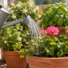 Imagen de El error más común al regar las plantas en primavera que puede terminar arruinándolas