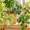 Imagen de Crecen rápido y casi no necesitan cuidados: las 5 plantas de interior que llenan tu casa de verde esta primavera