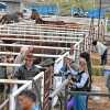 Imagen de La Expo Rural del Alto Valle vivió una gran jornada ganadera y de destrezas criollas en el predio de Paso Córdoba