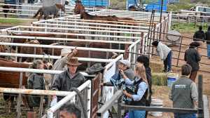 La Expo Rural del Alto Valle vivió una gran jornada ganadera y de destrezas criollas en el predio de Paso Córdoba