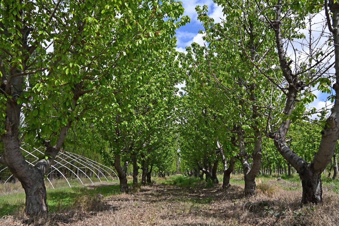 Cerezas Maldonado cuenta con seis hectáreas implantadas con el "rubí de la fruticultura".