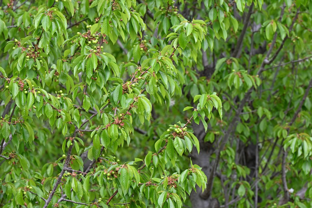 Un temporal de granizo a fines de septiembre redujo la carga de cerezas para esta temporada.