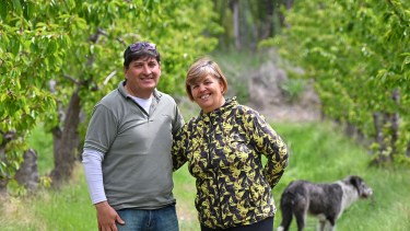 Compraron la chacra que nadie quería y hoy cosechan 8.000 kilos por hectárea del «rubí de la fruticultura» en la Patagonia