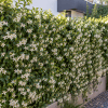 Imagen de La planta trepadora que florece en primavera, perfuma todo el patio y puede cubrir una pared