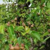 Imagen de La lluvia pone a prueba a las chacras del Valle: polinización, cuaje y sanidad, bajo la lupa de los productores