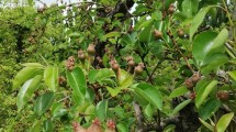 Imagen de La lluvia pone a prueba a las chacras del Valle: polinización, cuaje y sanidad, bajo la lupa de los productores