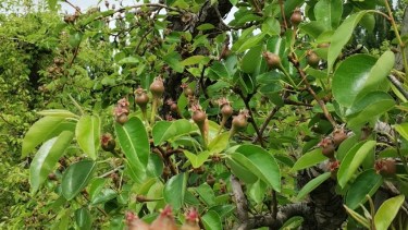 La lluvia pone a prueba a las chacras del Valle: polinización, cuaje y sanidad, bajo la lupa de los productores
