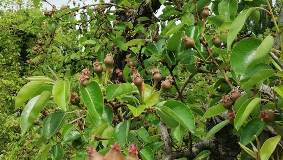 Monte frutal en Valle Medio, con buena carga de fruta. Gentileza: Enzo Vicci.