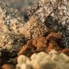Imagen de Tierras Raras: avanza en Diputados el proyecto para modificar el Código de Minería de la Nación