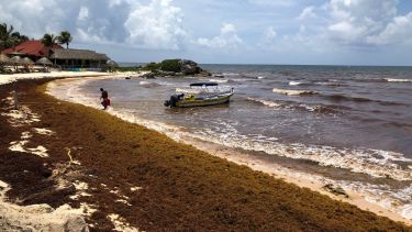 El sargazo y los precios ahuyentan al turismo en Tulum: del paraíso mexicano a las playas vacías