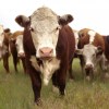 Imagen de La ganadería argentina puede reducir sus emisiones de carbono un 15% con tecnología de manejo eficiente
