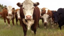 Imagen de La ganadería argentina puede reducir sus emisiones de carbono un 15% con tecnología de manejo eficiente