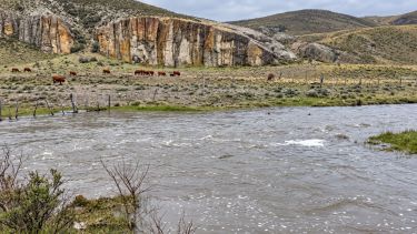 El efecto de El Niño en la Región Sur: más agua y «esperanza» para los productores ganaderos de Río Negro